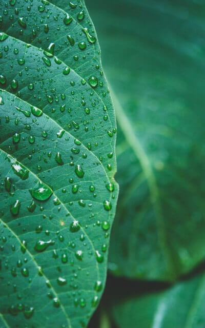 lisc1 Krople na liściu, który umieszczony jest w szklarni ogrodowej