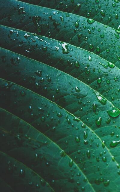 lisc2 Krople na liściu, który umieszczony jest w szklarni ogrodowej