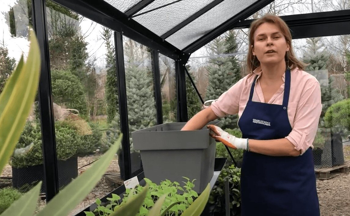 Kobieta uprawiająca ogórki w szklarni ogrodowej