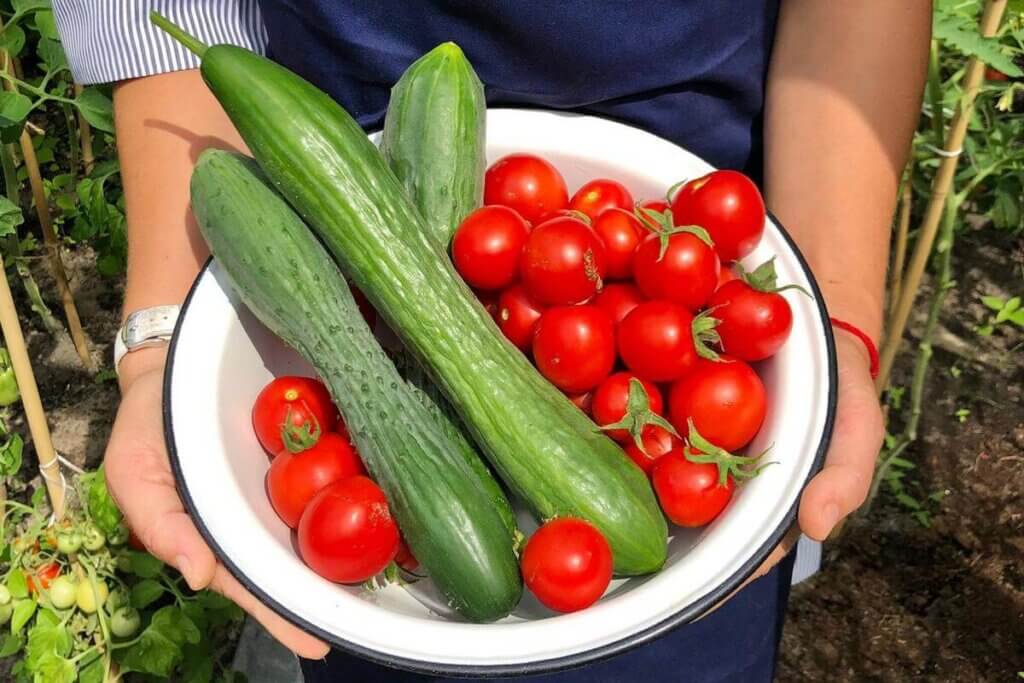 Ekologiczne ogórki i pomidory wyhodowane w szklarni ogrodowej